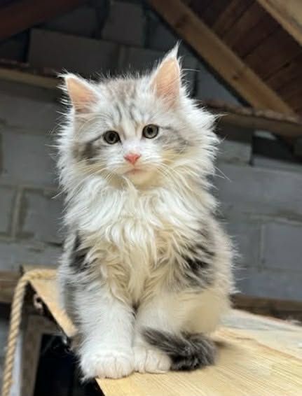 Kocięta Maine Coon