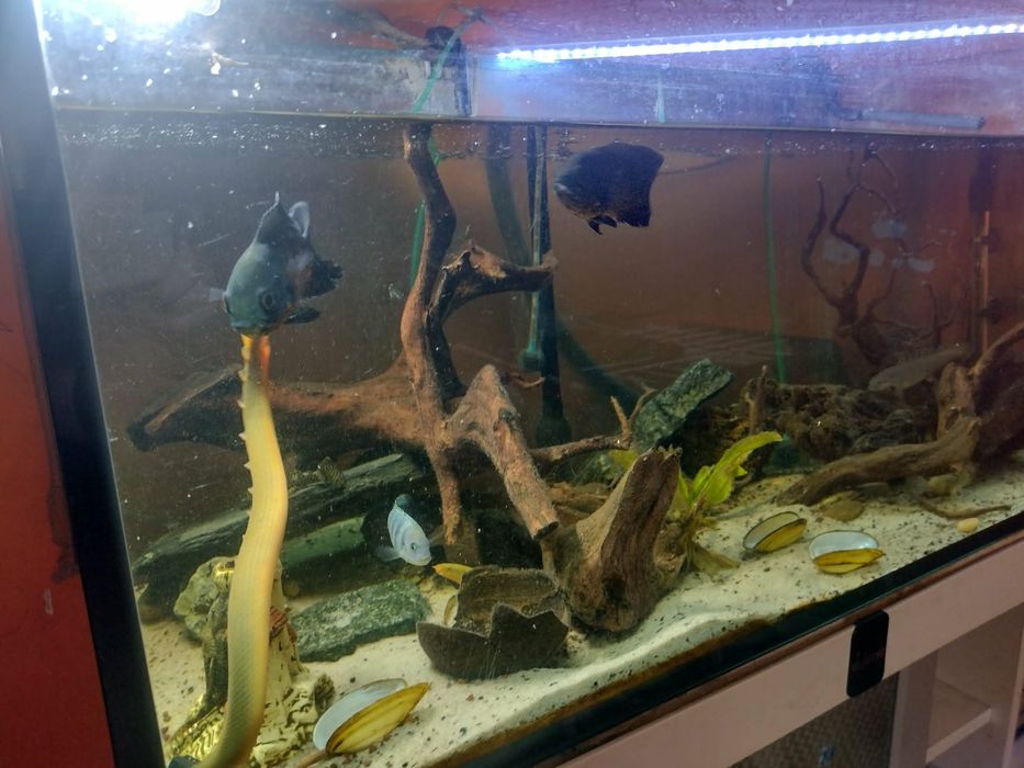 Akwarium 100 długie,wysokie 50 i szerokie 50cm