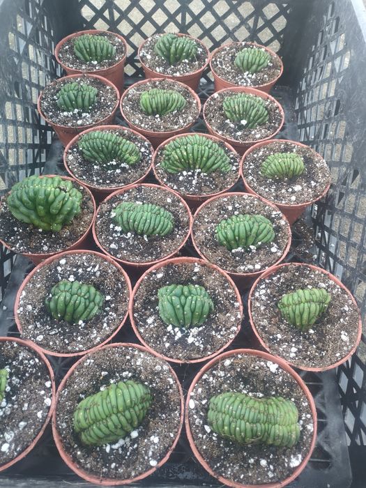 Cacto San Pedro cristata / monstruos