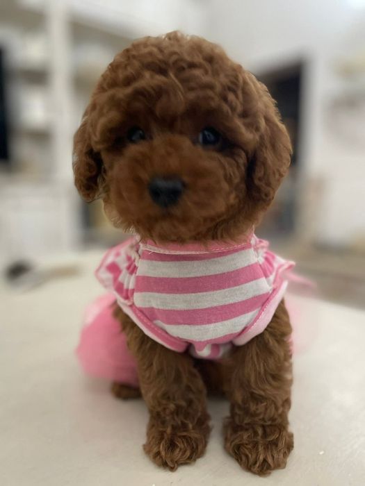 Той пудель, ред браун дівчина