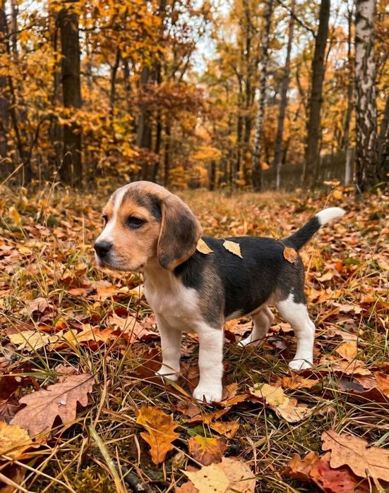 BEAGLE Bicolor Tricolor szczeniak z rodowodem, rodowód