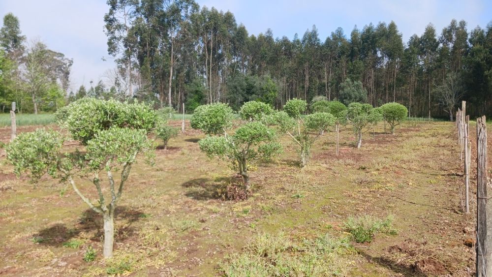 Oliveiras para jardim ou produção