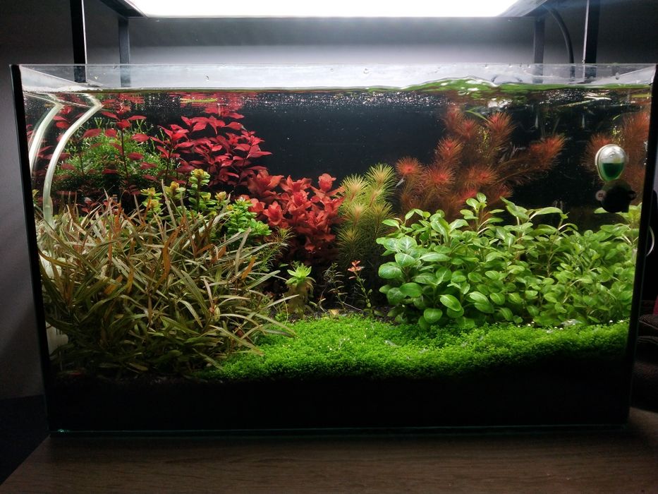 Ludwigia Mini sp. Super Red