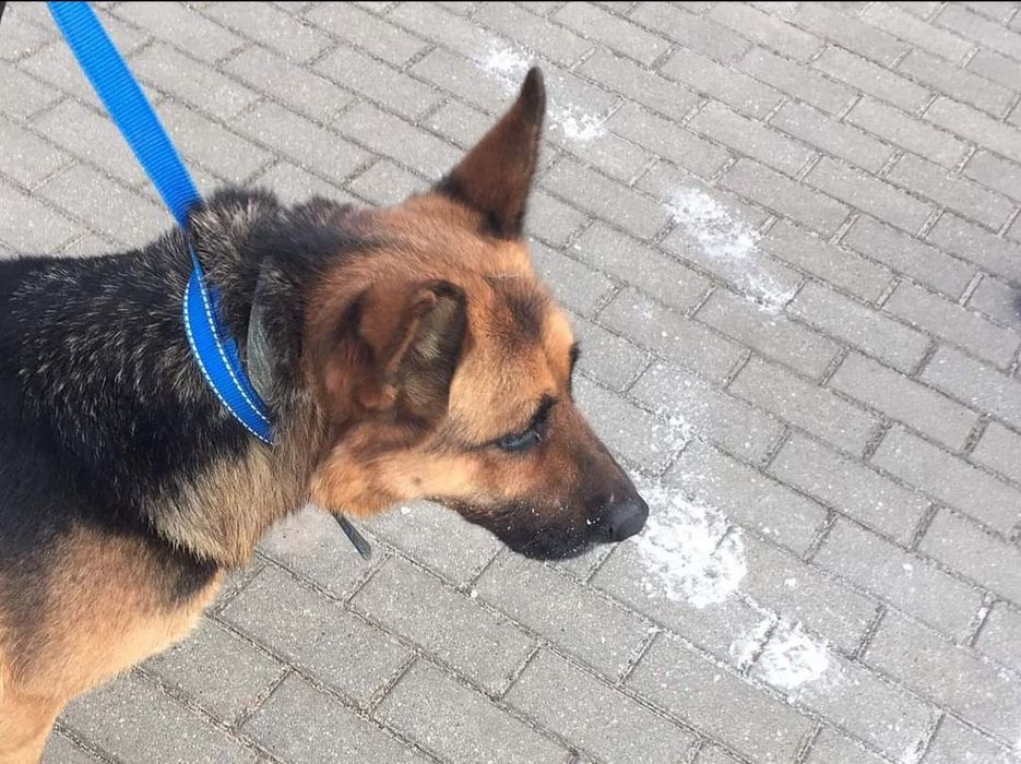Gabi do adopcji  , sunia ma około 4 lata