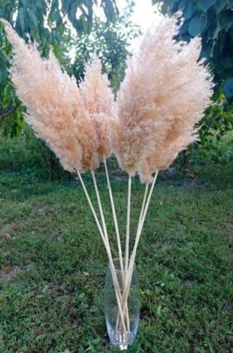 Пампас,Пампасна трава,Камиш,Очерет