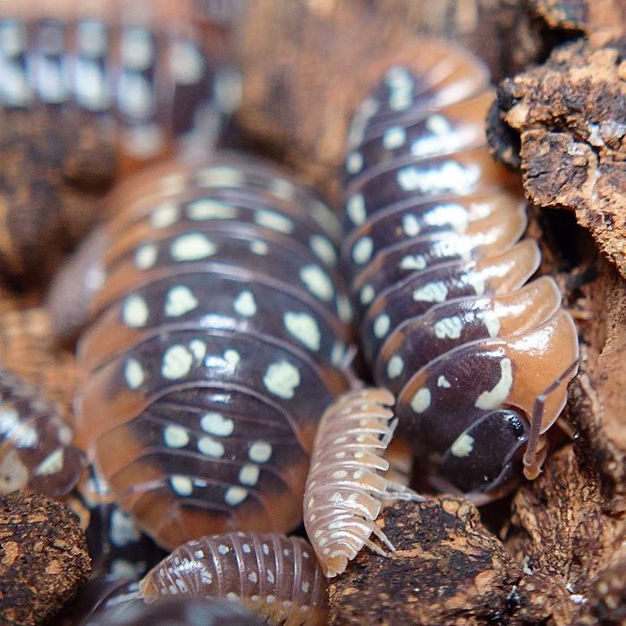 Armadillidium werneri, isopody, 10 szt.
