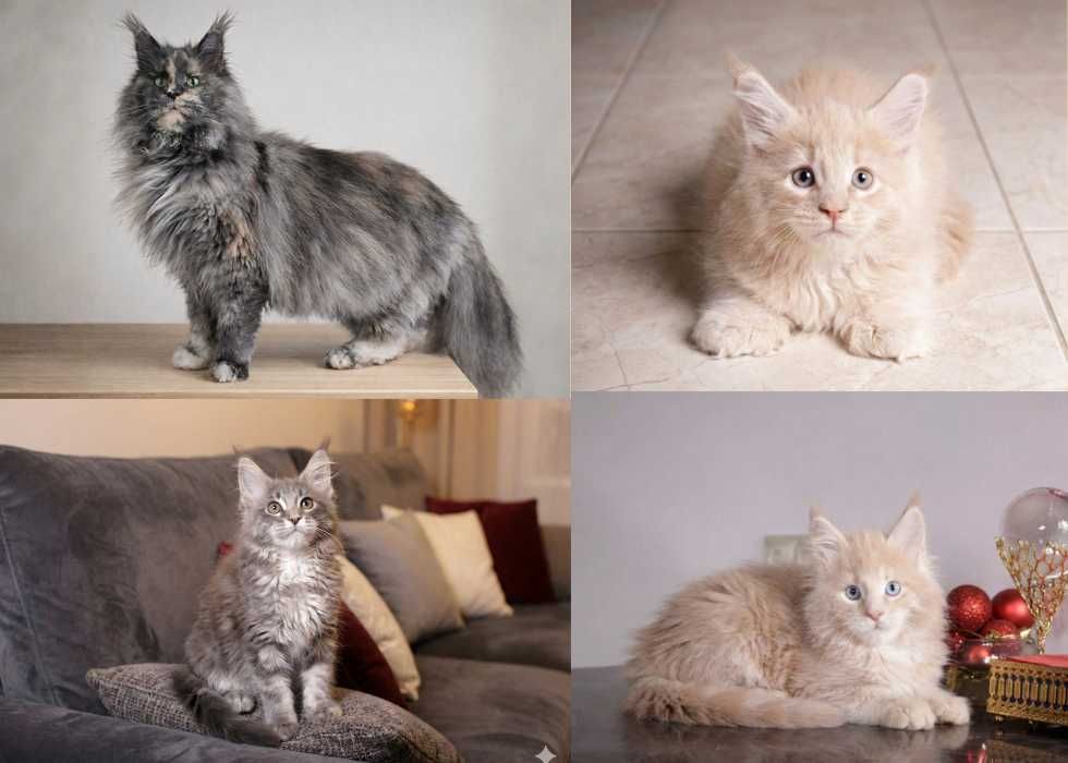 Коти породи Мейн-кун. Купити!