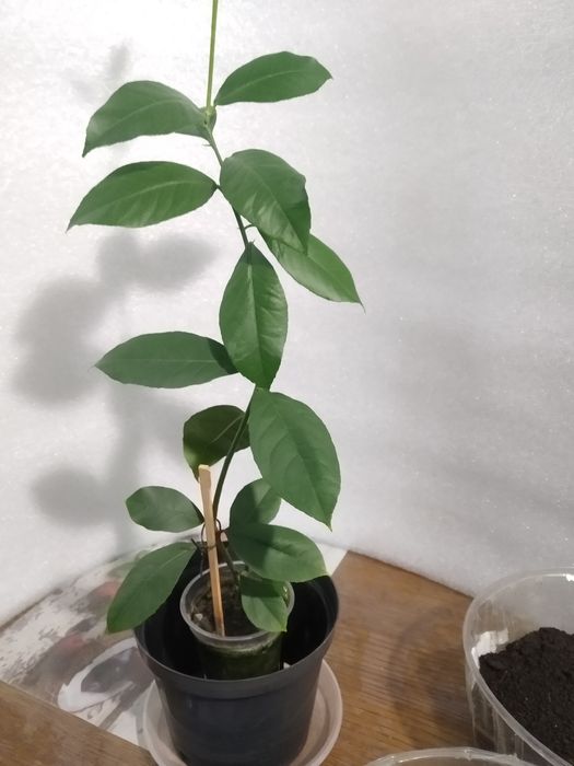 Лимон кімнатний крупноплодний