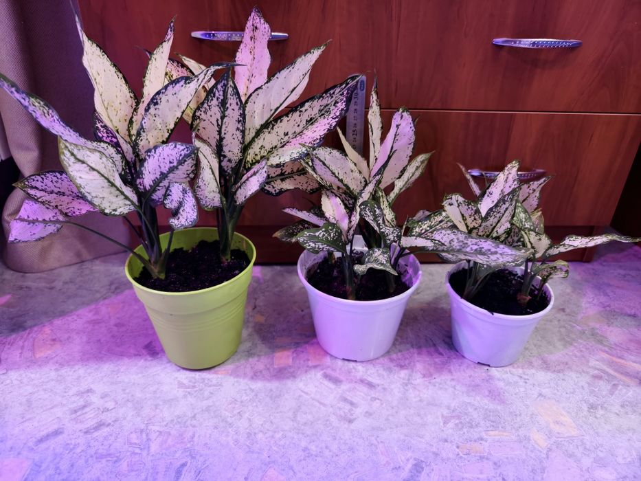 Комнатное растение агалогема White