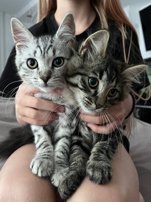 Котята, віддам в хороші руки