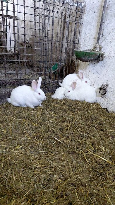 Króliki samce I samice