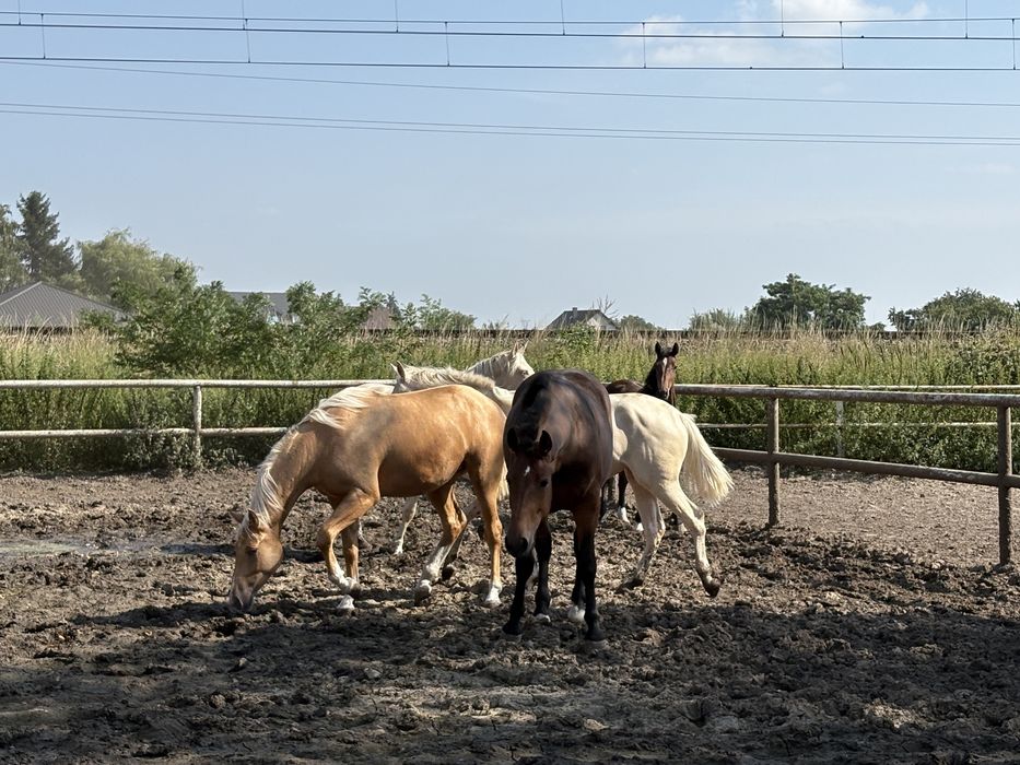 Na sprzedaż konie 2-7 lat