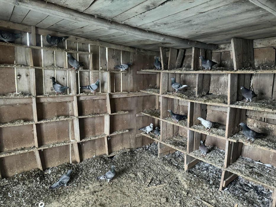 Zaobrączkowane gołębie pocztowe.