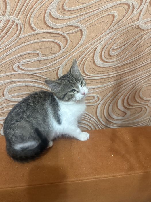 Котик шукає добру сімʼю