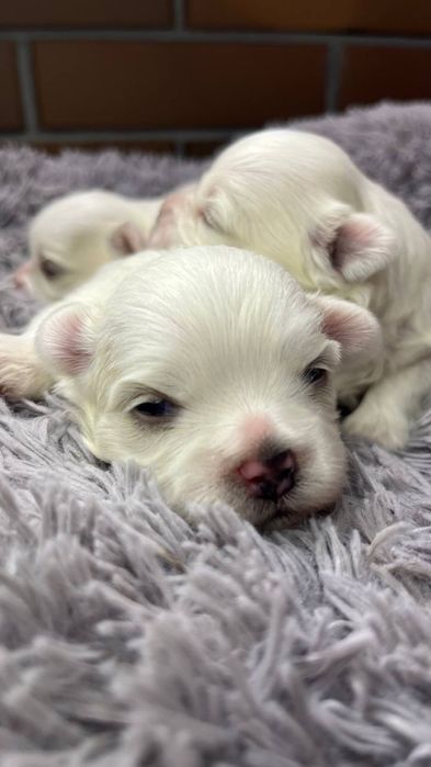 Цуценята Мальтійської болонки,Мальтезе