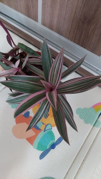 Традесканція нанук, фіолетово-біло-зелене листя