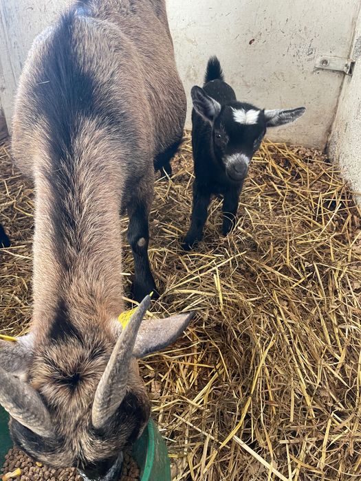 Cabrito raça anã
