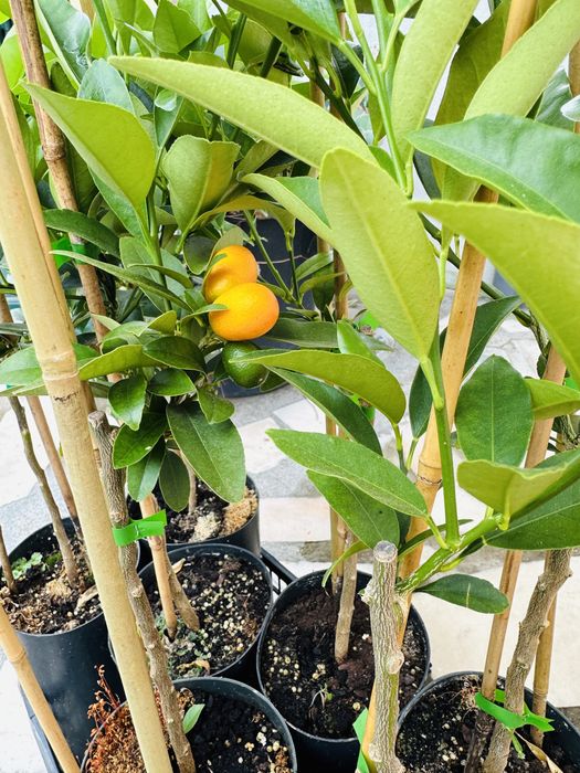 Promoção 2 KUMQUATS Laranjeira prosperidade japonica