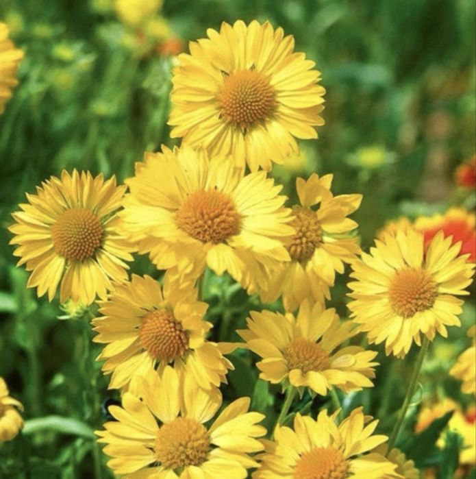 Gailardia Aurea Pura