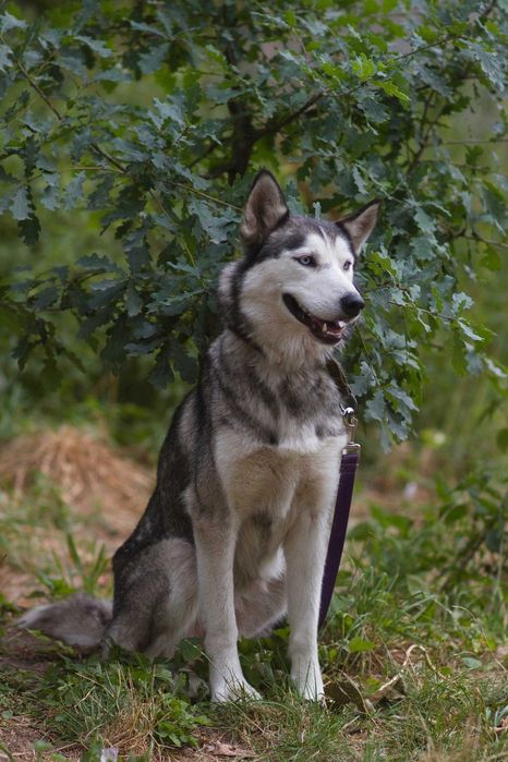 Nessi haszczy wulkan energii szuka aktywnego opiekuna - suczka husky adopcja
