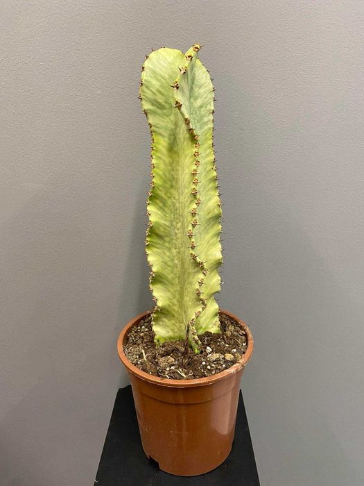 Euphorbia ingens marmorata Wilczomlecz