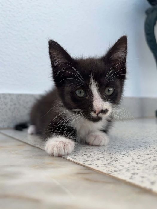 Gatinha para adoção responsável