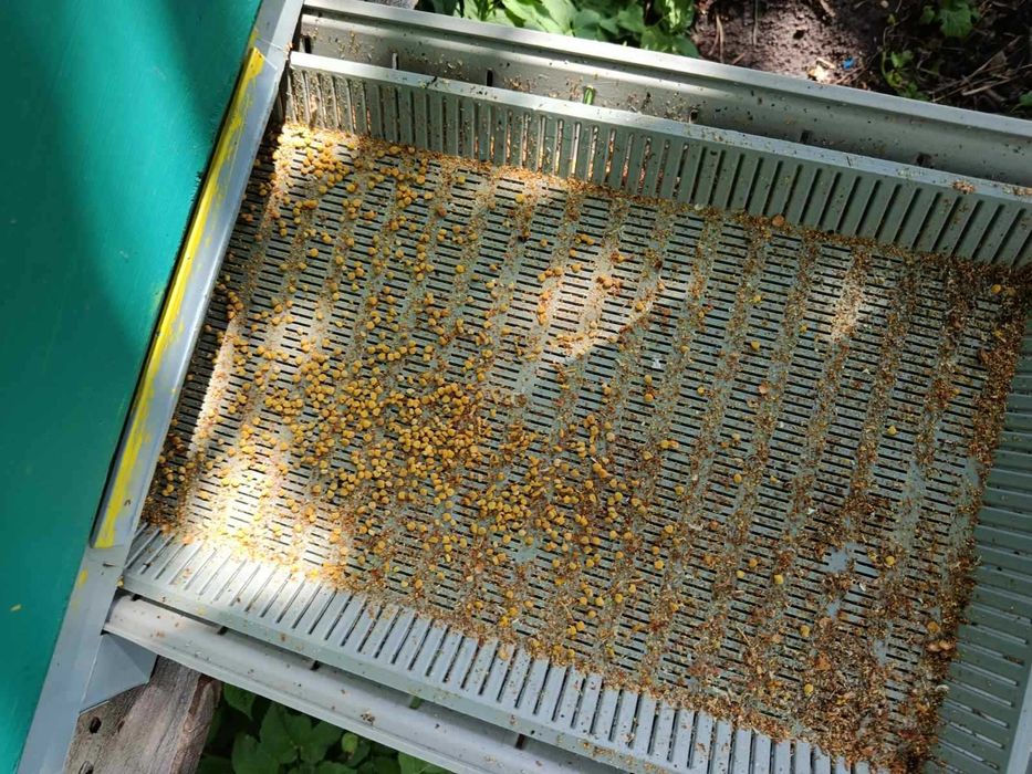 Пасіка бджоли сучасні вулики