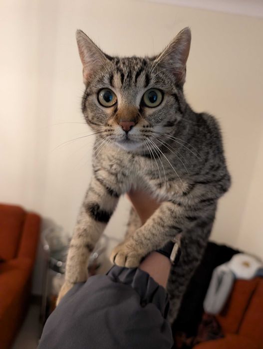 Dou gato com 7 meses