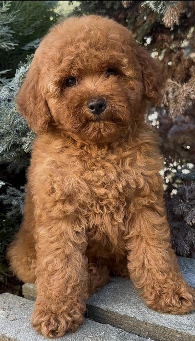 Супер пудель-девочка ,по самой низкой цене!