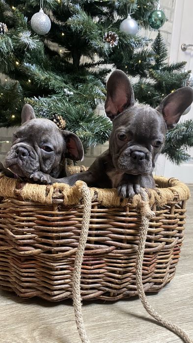 Французский будьдог