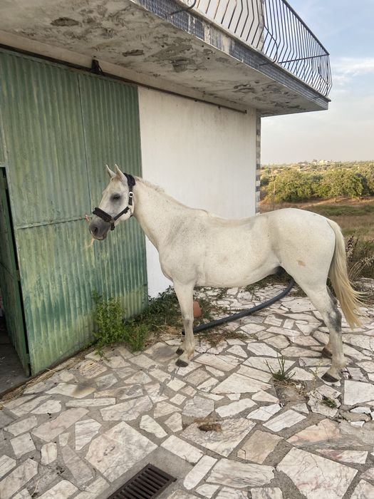 Cavalo cruzado 12 anos
