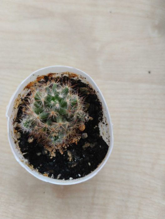 Кактус мамілярія