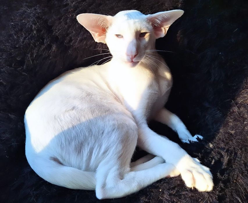 Шикарный мальчик