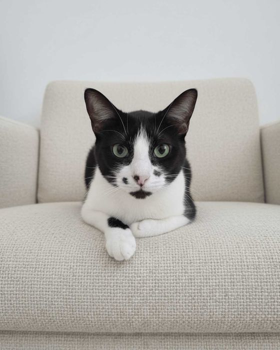 Setúbal / Margem Sul / Lisboa — CARMINHO, gatinha para adoção