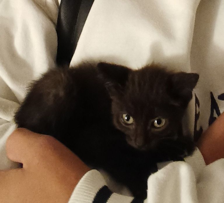 Gatinho pra adoção