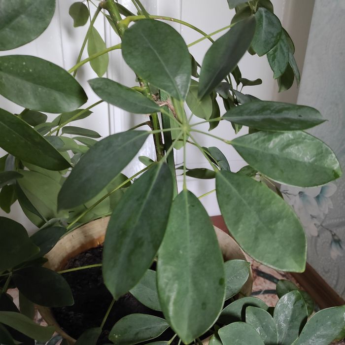 Продам вазон ШЕФФЛЕРА