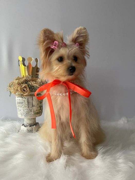 Всього 3 Чарівні Помапу