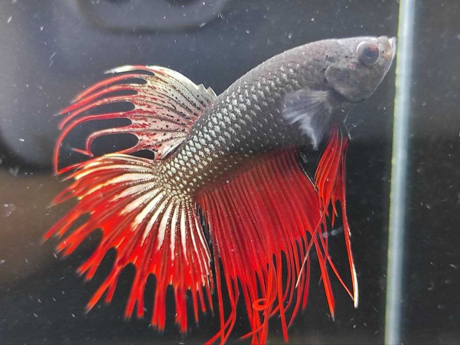 Петушки, півники, акваріумні рибки