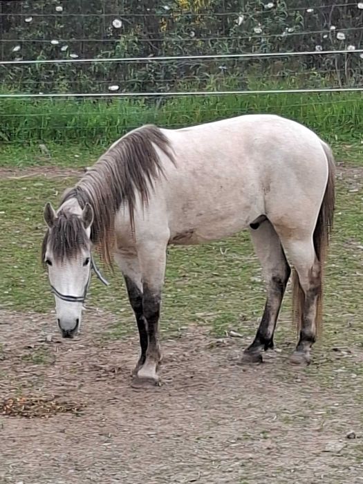 Cavalo cruzada lusitano/ sorraia