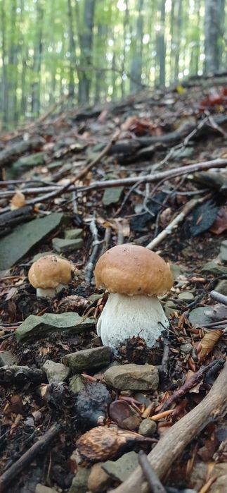 Гриби білі мариновані, консервовані, карпатські