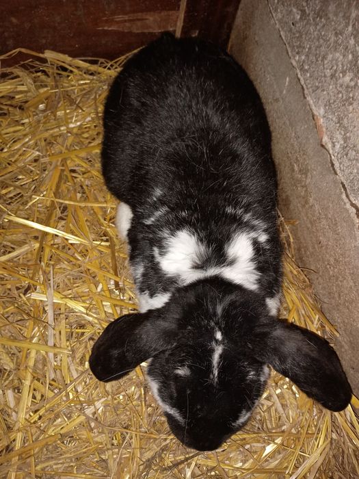 Samiec baran francuski