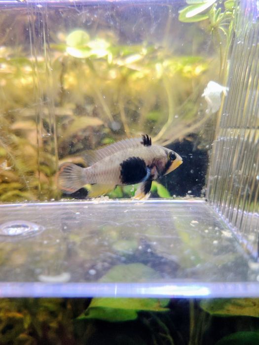 Apistogrammas panduro