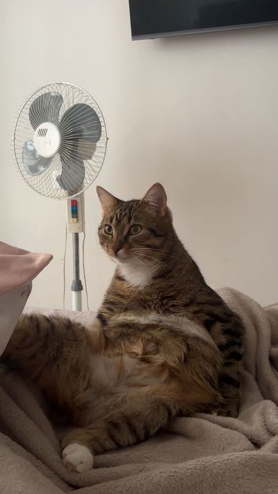 Продам не породистого котика. Все є для кота