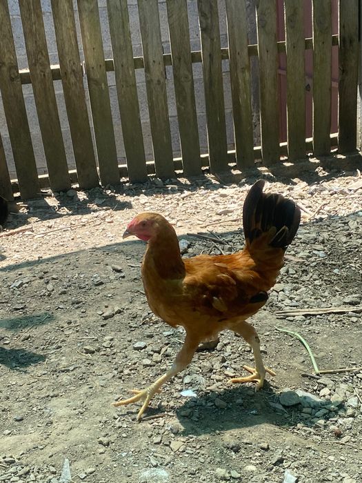 Garnizos fénix adultos e jovens