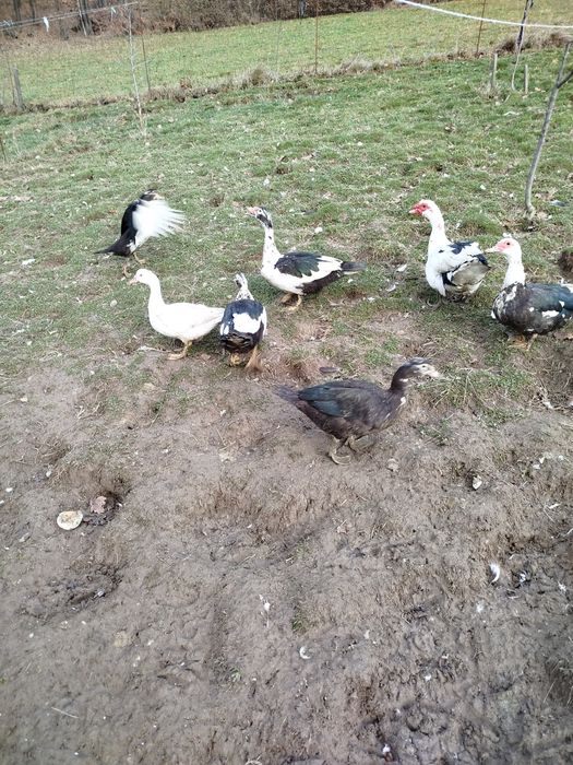 Sprzedam kaczki i kaczory
