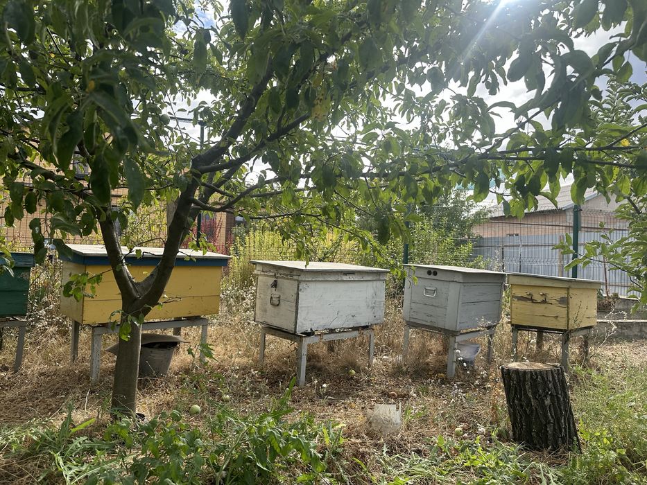 Продам улики с пчелами