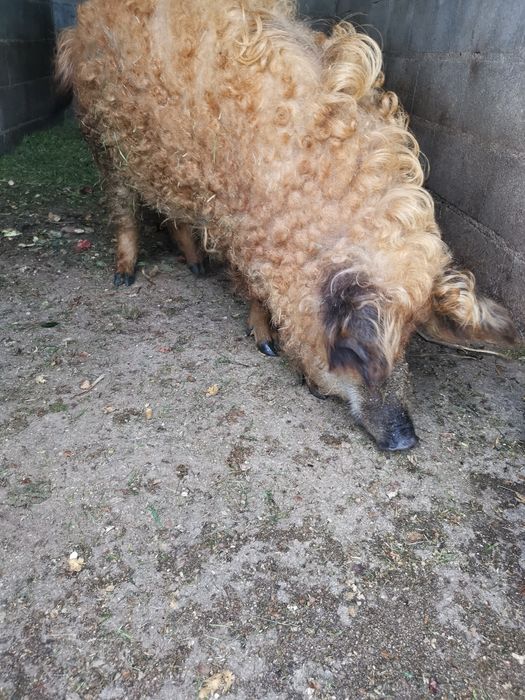 Macho inteiro mangalitsa (porco ovelha)