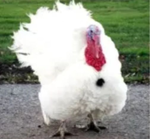 Хайбріт та біг 6 яйце інкубаційне опт та роздрібна ціна індик