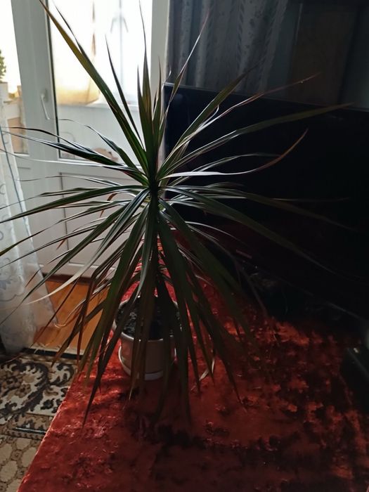 Домашні рослини глоксинія бегонія драцена сансивієрія грошове дерево