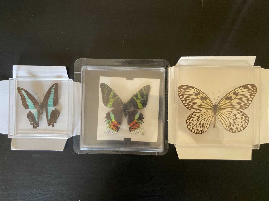 Borboletas verdadeiras Coleção